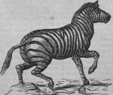 Zebra.
