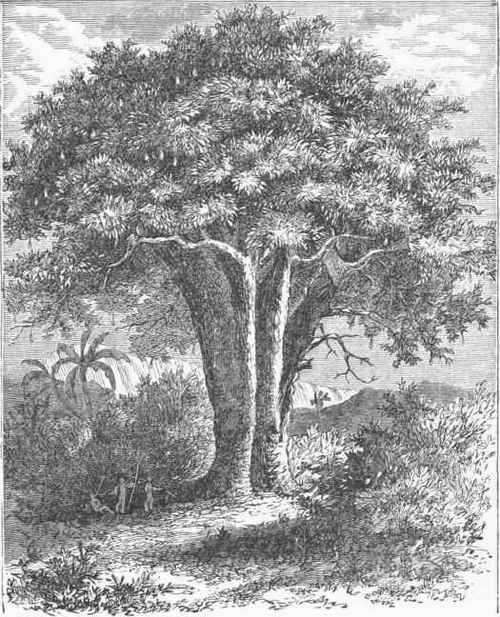 Baobab Tree.