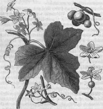 Bryony (Bryonia dioica).