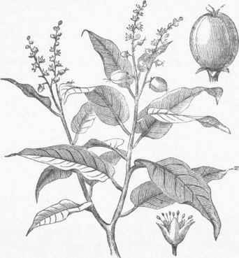 Cascarilla (Croton Eleutheria).