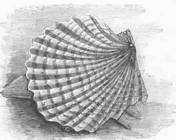 Cockle (Cardium edule).
