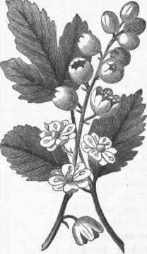 Cohosh (Actea spicata).