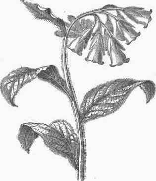 Comfrey (Symphytum officinale).