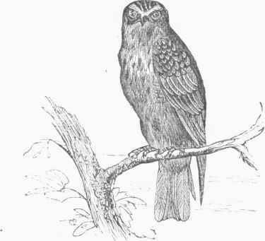 Hobby (Hypotriorchis subbuteo).