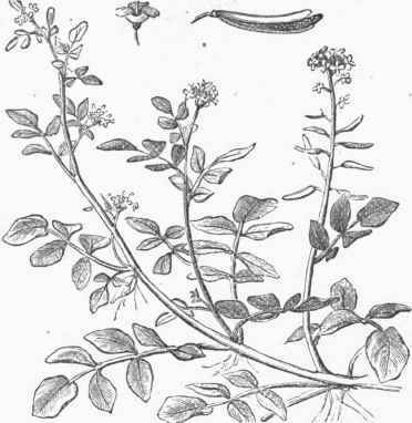 Water Cress (Nasturtium).
