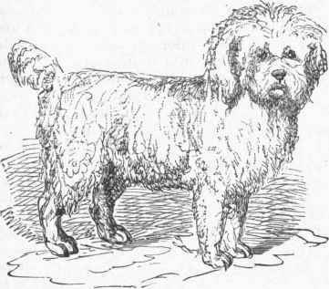 Poodle.