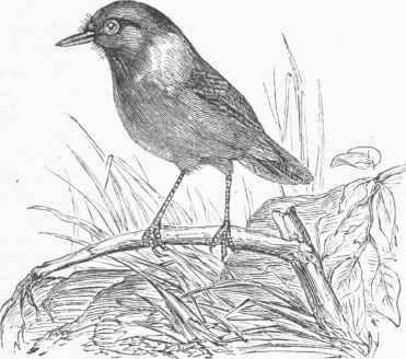 Stone Chat (Saxicola rubicola).