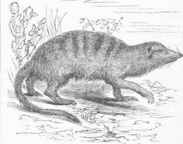 Suricate (Ryzaena capensis).