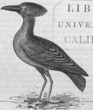 Tufted Timbre (Scopus umbretta).