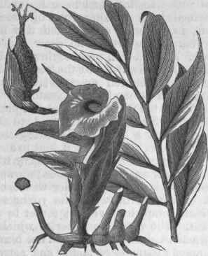 Amomum grana paradisi.