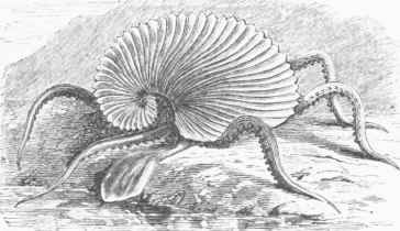 Argonaut within the Shell.