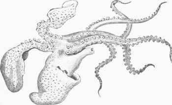 Argonaut without the Shell.