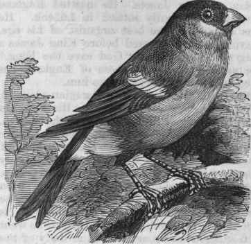 Bullfinch (Pyrrhula rubicilla).