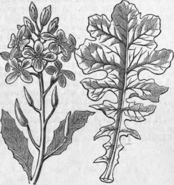 Cabbage Leaf and Flowers.