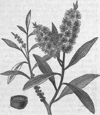 Cajeput (Melaleuca cajuputi).