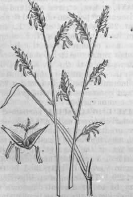 Cane Brake Grass (Arundinaria macrosperma).