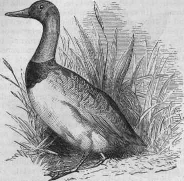 Canvas Back Duck (Aythya Vallisneria).