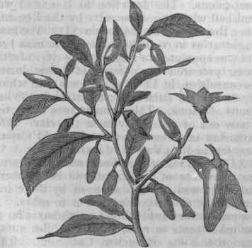 Capsicum frutescens.