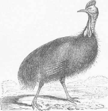 Cassowary (Casuarius galeatus).