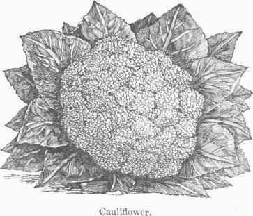 Cauliflower 040081