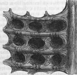 Cells of the Camel's Stomach.