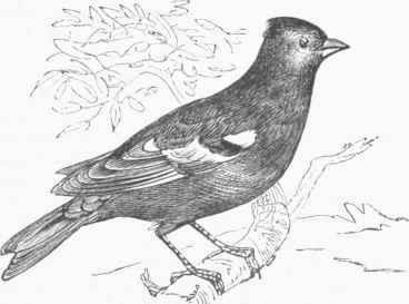 Chaffinch (Fringilla coelebs).