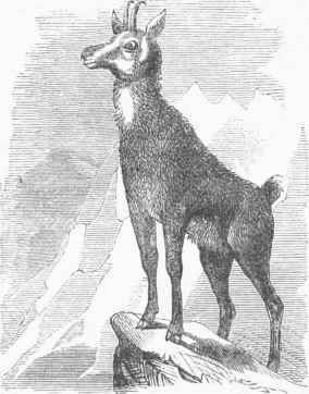 Chamois (Antilope rupicapra).