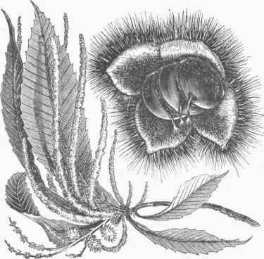 Chestnut (Castanea vesca).