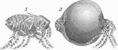 Chigo, magnified