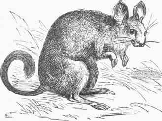 Chinchilla lanigera.