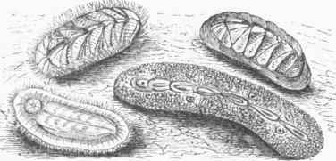 Chiton squamosus and C. spinosus.