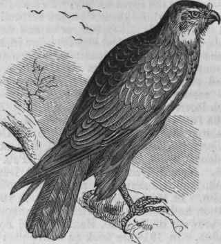 European Buzzard (Buteo vulgaris).