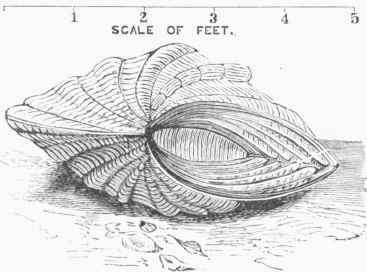 Giant Clam (Tridacna gigas).