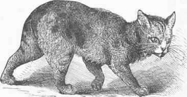 Manx Cat.