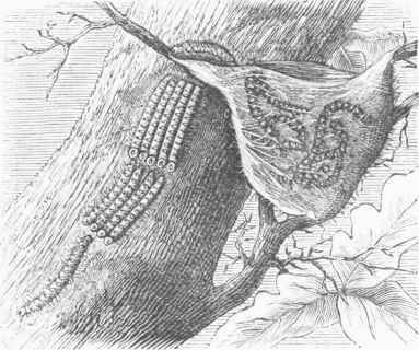 Proccssionary Caterpillars.