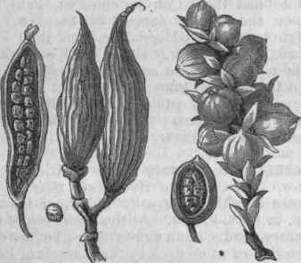 Renealmia cardamomum.