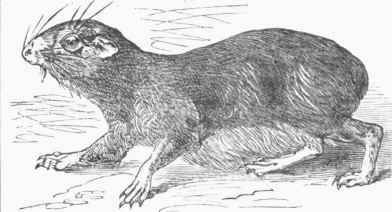 Rock Cavy (Cerodon rupestris).