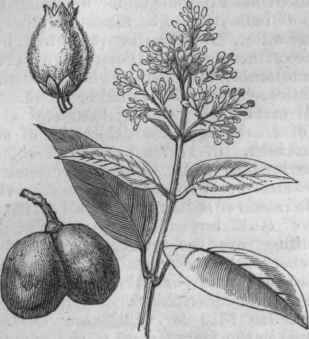 Urceola elastica.