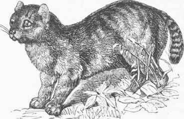 Wild Cat (Felis catus).