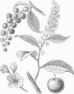 Wild Cherry (Cerasus Virginiana).