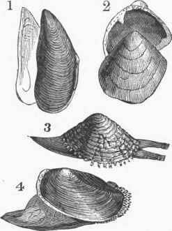 1. Mussel. 2. Nucula. 3. Venus verrucosa. 4. Anodon anatinus.