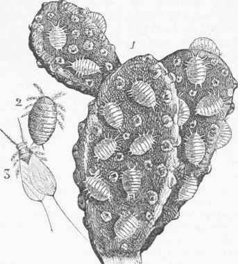 Cochineal 0400385