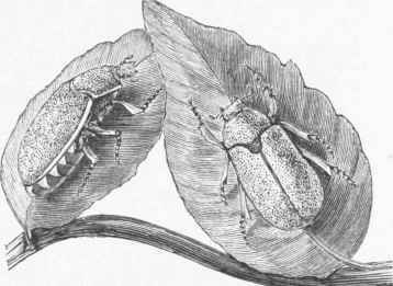 Cockchafer.
