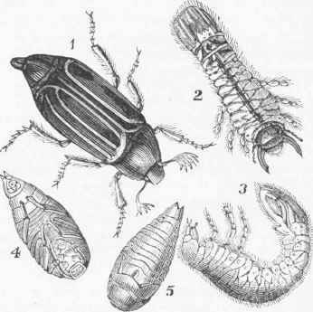 Cockchafer