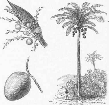 Cocoanut Palm.