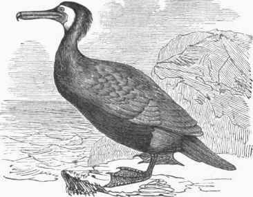 Common Cormorant (Graculus carbo).
