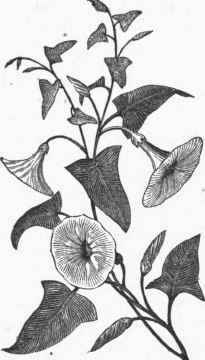 Convolvulus Japonicus..