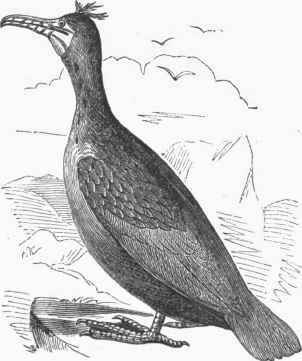 Double crested Cormorant (Graculus dilophus).