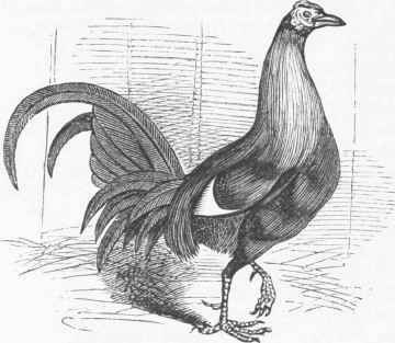 Game Cock.