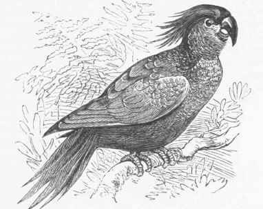 Goliath or Great Black Cockatoo (Microglossum aterrimum).